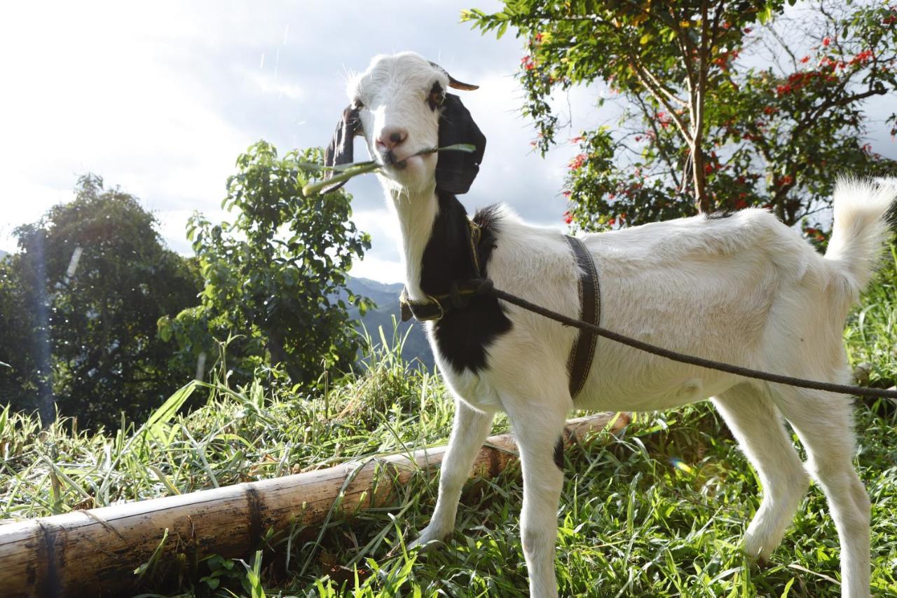 Ecohotel Monteverde La Vega  Kültér fotó
